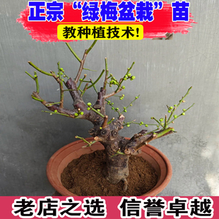 耐寒绿梅花树苗盆景树桩盆栽浓香绿萼梅花阳台庭院室内外花卉植物