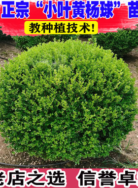 (壮苗）山东基地小叶瓜子黄杨球