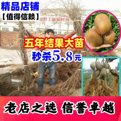 猕猴桃果树苗徐香红心奇异果特大