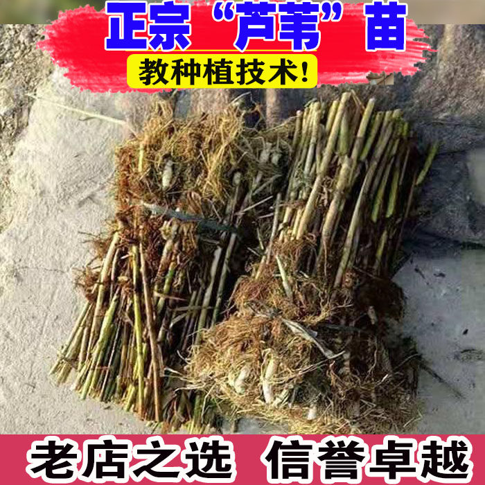 野生芦苇粽叶新鲜芦苇叶芦苇根苗苇子苗水生挺水植物净化水质造景