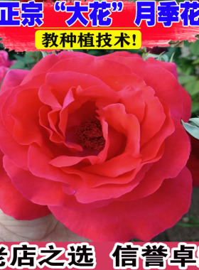 大红花浓香月季花苗盆栽绯扇四季阳台庭院玫瑰花卉植物花朵大直立