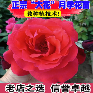 大红花浓香月季 阳台庭院玫瑰花卉植物花朵大直立 花苗盆栽绯扇四季