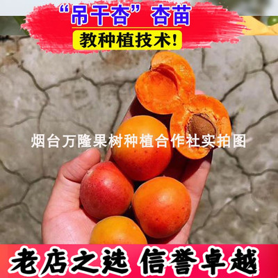 （壮苗）山东基地正宗吊干杏树苗