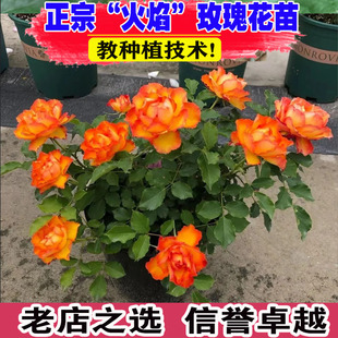 埃斯托里尔大花火焰月季阳台灌木玫瑰盆栽花卉多季开花多头好养活