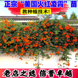 正宗美国凌霄花苗树苗老桩盆栽炮仗花爬藤植物阳台爬墙花卉大苗