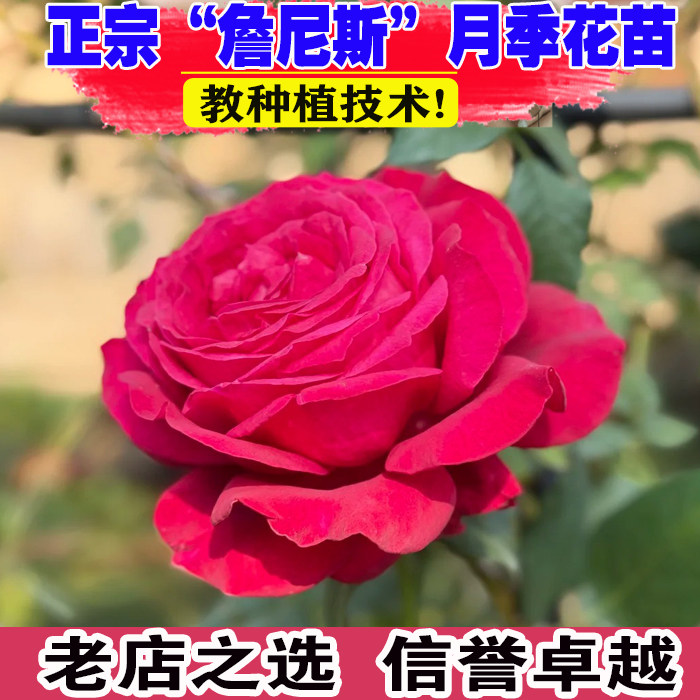 詹尼斯月季花大苗盆栽阳台庭院红色直立特大花浓香四季玫瑰花植物