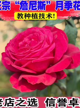 詹尼斯月季花大苗盆栽阳台庭院红色直立特大花浓香四季玫瑰花植物