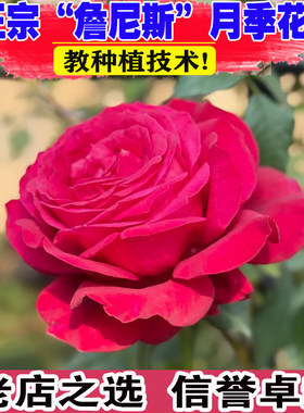 （壮苗）山东基地詹尼斯月季花