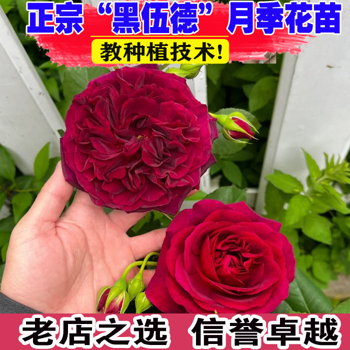 （壮苗）山东基地黑伍德月季花苗图片