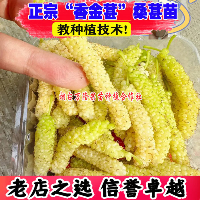 桑葚树苗活苗嫁接香金葚桑葚树苗长白桑金香蜜白色长果桑盆栽地栽