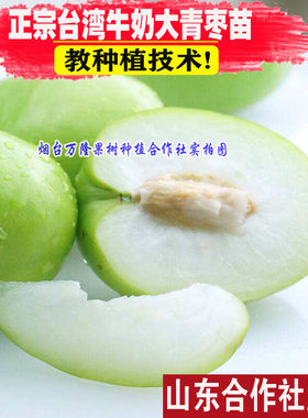 果树果苗嫁接树苗种植盆栽水果