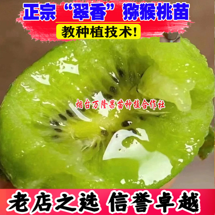 嫁接翠香猕猴桃苗绿心奇异果树苗图片