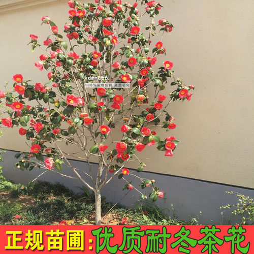 耐冬茶花树苗庭院植物四季常青盆栽地栽绿化苗木耐寒南方北方种植