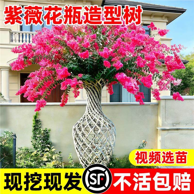 紫薇花瓶造型树苗盆栽地栽红花红火箭名贵庭院花卉绿化别墅风景树,鲜花速递/花卉仿真/绿植园艺,行道树/乔木,淘宝优惠券,粉丝福利购,淘宝优惠卷