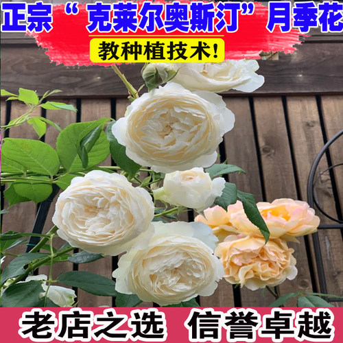 克莱尔奥斯汀月季花苗