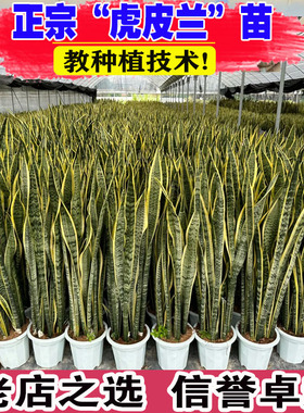 金边虎皮兰客厅大号绿植室内盆栽四季好养植物好养大型净化空气