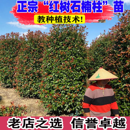 （壮苗）山东基地红叶石楠柱树苗