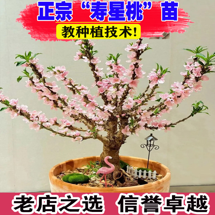 重瓣寿星桃花盆栽碧桃老桩盆景室内外地栽客厅观赏桃花耐寒
