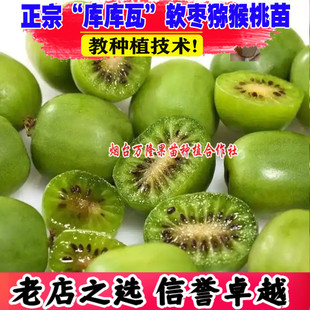 软枣猕猴桃树果苗库库瓦软枣子猕猴桃耐寒奇异莓南北方种植盆地栽