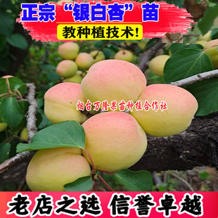 杏树果苗嫁接银白杏树苗晚熟甜仁大苹果白杏子苗南方北方种植水果