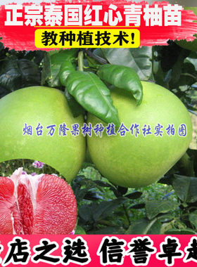 红心柚柚子树苗嫁接苗当年结果