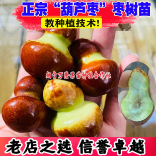 枣树活苗嫁接葫芦枣树苗二代脆甜葫芦枣南方北方种植盆栽地栽水果