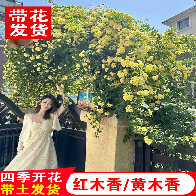 黄木香红木香花苗爬藤植物重瓣白木香庭院花卉四季开花阳台绿化苗