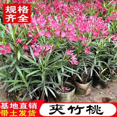 夹竹桃树苗柳叶桃苗夹竹桃盆栽花卉四季庭院篱笆院墙绿化植物避蛇