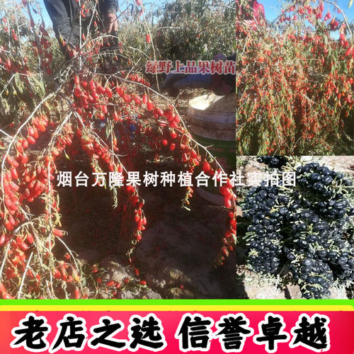 黑枸杞苗树苗地栽南北方种植庭院盆栽盆景当年结果宁夏野生红枸杞