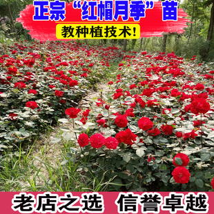 北方红帽月季苗耐寒庭院植物花卉阳台绿植浓密四季开花多蔷薇花