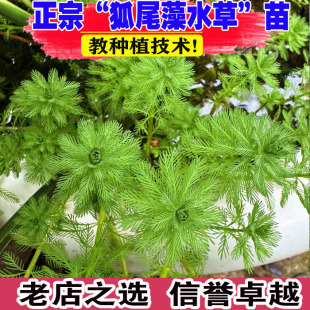 粉绿狐尾藻水草浮水芙蓉水葫芦大聚藻净化水质挺水生植物池塘水培
