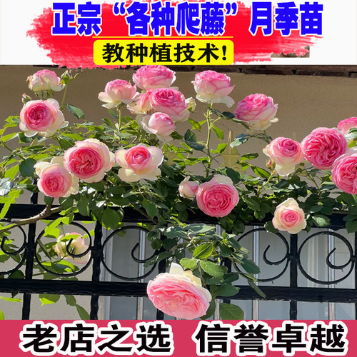壮苗）山东基地蔷薇月季花苗爬藤