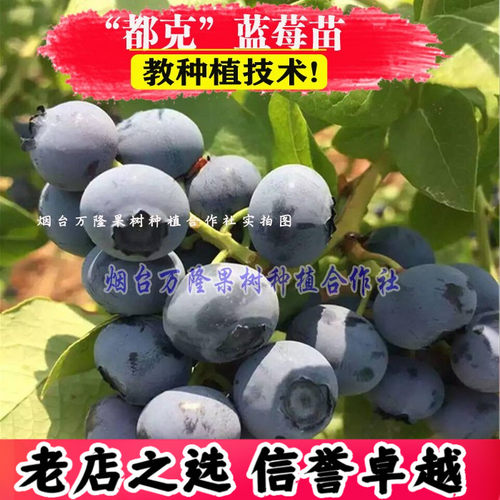 蓝莓苗早熟特大高产带土北方种植