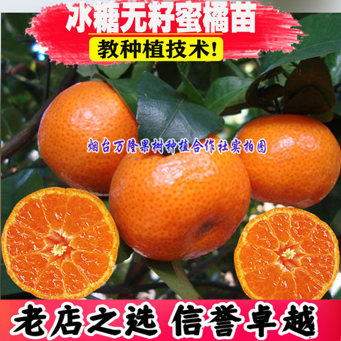 橘子苗树 四川广元冰糖无籽蜜橘 嫁接桔子苗南方种植盆栽地栽果树