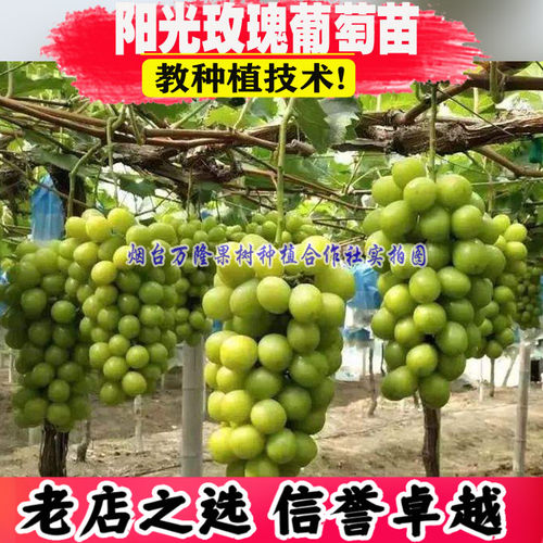 阳光玫瑰葡萄树苗南北方种植特大