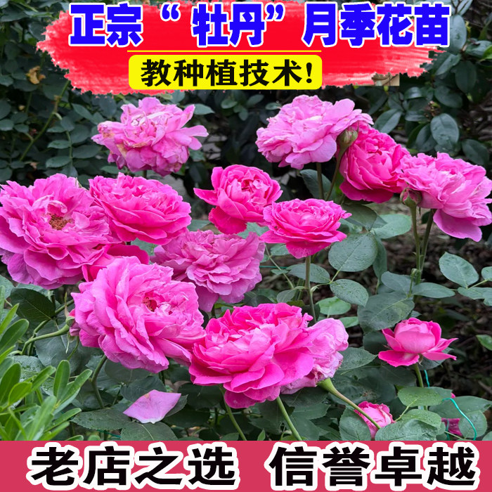 （壮苗）山东基地西枝牡丹月季图片