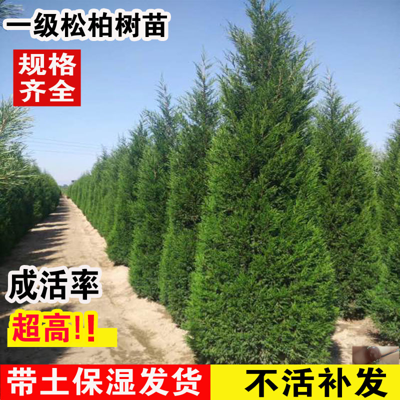 柏树树苗塔柏松树树苗侧柏扁柏松树龙柏四季常青圆松宝塔松工程苗图片