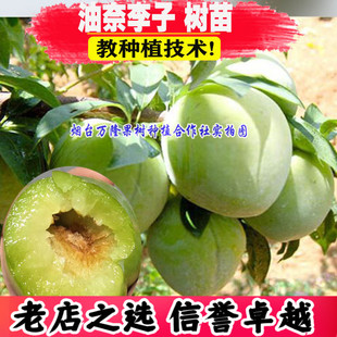 嫁接李子树苗黄金奈李苗青奈李油奈李脆甜南方北方种植当年结果