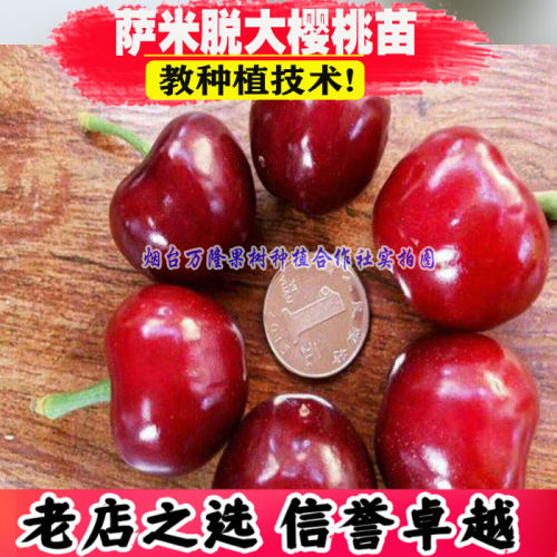 烟台嫁接大樱桃萨米果树南方