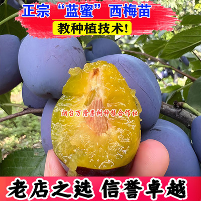 蓝蜜西梅苗大果女神西梅树果苗