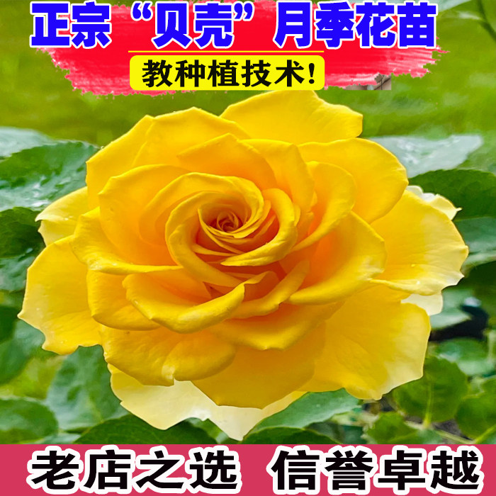 （壮苗）山东基地贝壳月季花苗图片