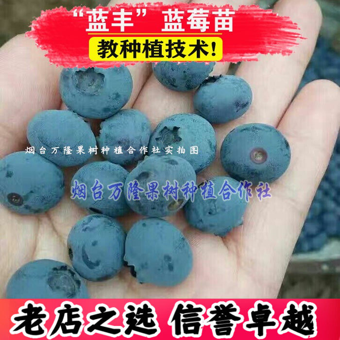 蓝丰特大果高产蓝莓苗带土发货树苗南方北方种植盆栽地栽当年结果