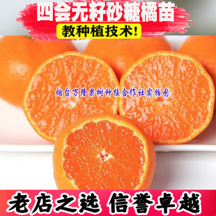 橘子苗树 四会无籽砂糖橘 四川嫁接蜜桔子苗南方种植水分多口感