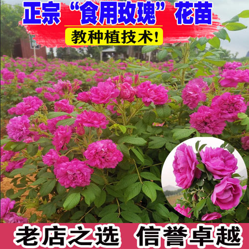 （壮苗）山东基地可食用玫瑰花苗