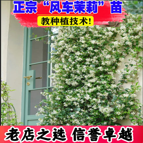 壮苗）山东基地风车茉莉浓香爬藤