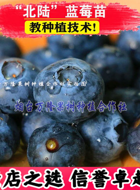 北陆蓝莓苗南方北方种植蓝莓树苗耐寒易成活盆栽地栽果树当年结果