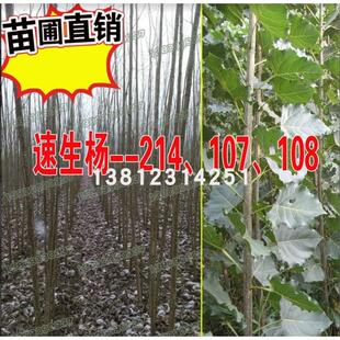 速生杨107、108白杨树苗杨树苗扦插段条云中杨意杨南方北方种植耐