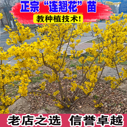 （壮苗）山东基地连翘花苗耐寒