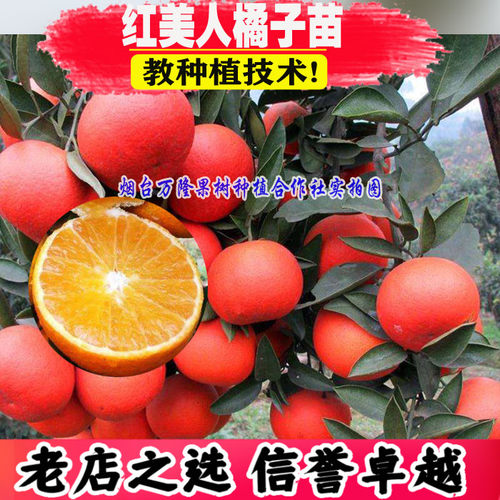 苗树红美人柑橘无籽桔甜