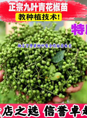 花椒苗四川九叶青特麻椒南北种植